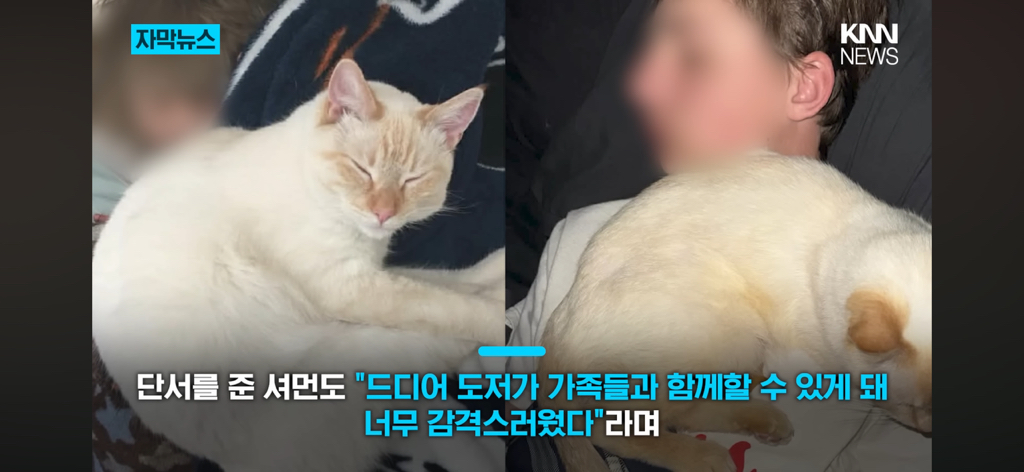 7년간-실종됐던-반려묘...‘이것’으로-기적의-재회?-11-이미지