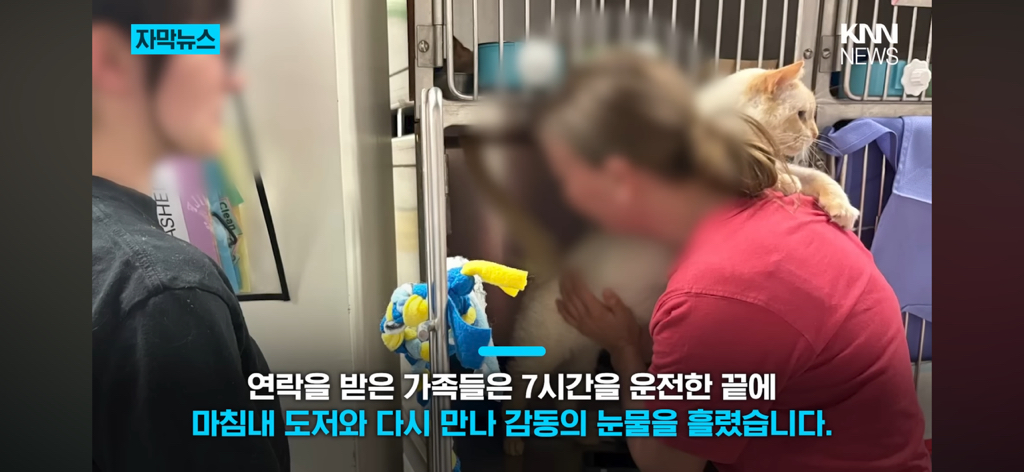 7년간-실종됐던-반려묘...‘이것’으로-기적의-재회?-10-이미지
