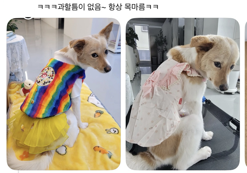 강아지-옷-샀는데-너무-과한가..?-8-이미지