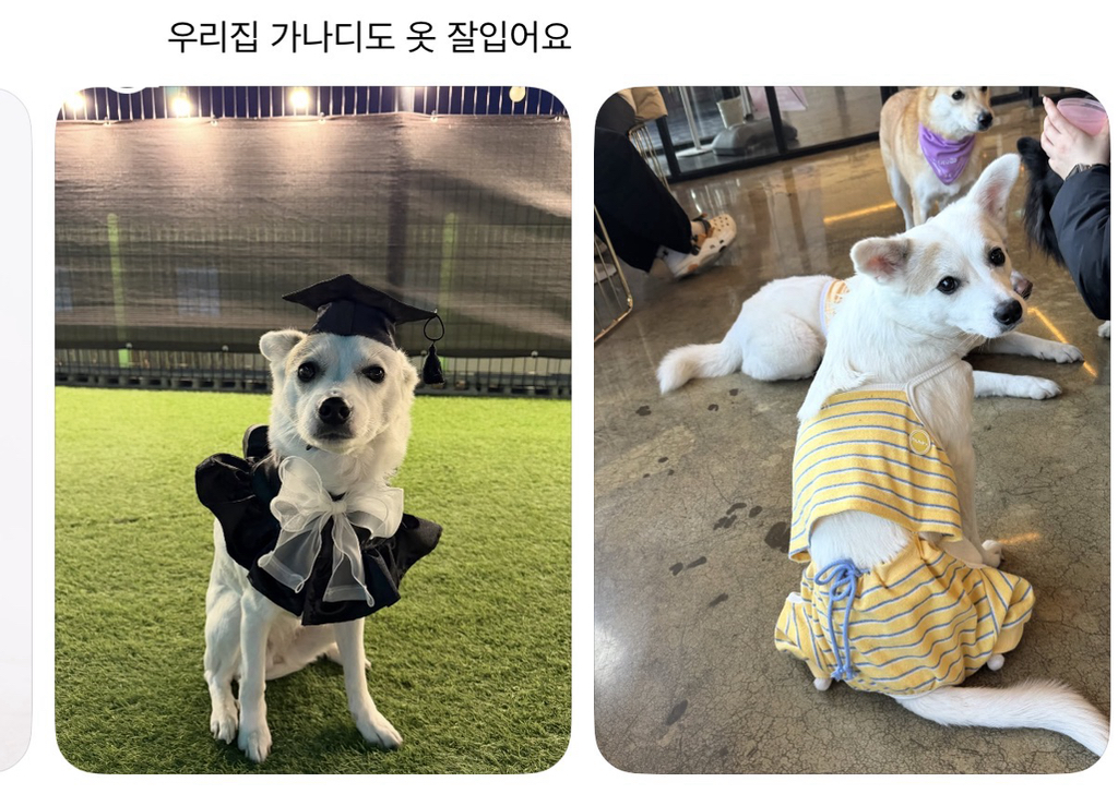 강아지-옷-샀는데-너무-과한가..?-3-이미지