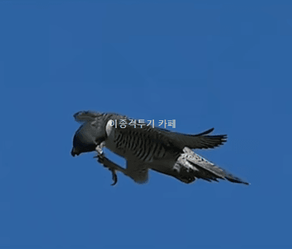 머리-긁는-매형-건드리는-까마귀-0-이미지