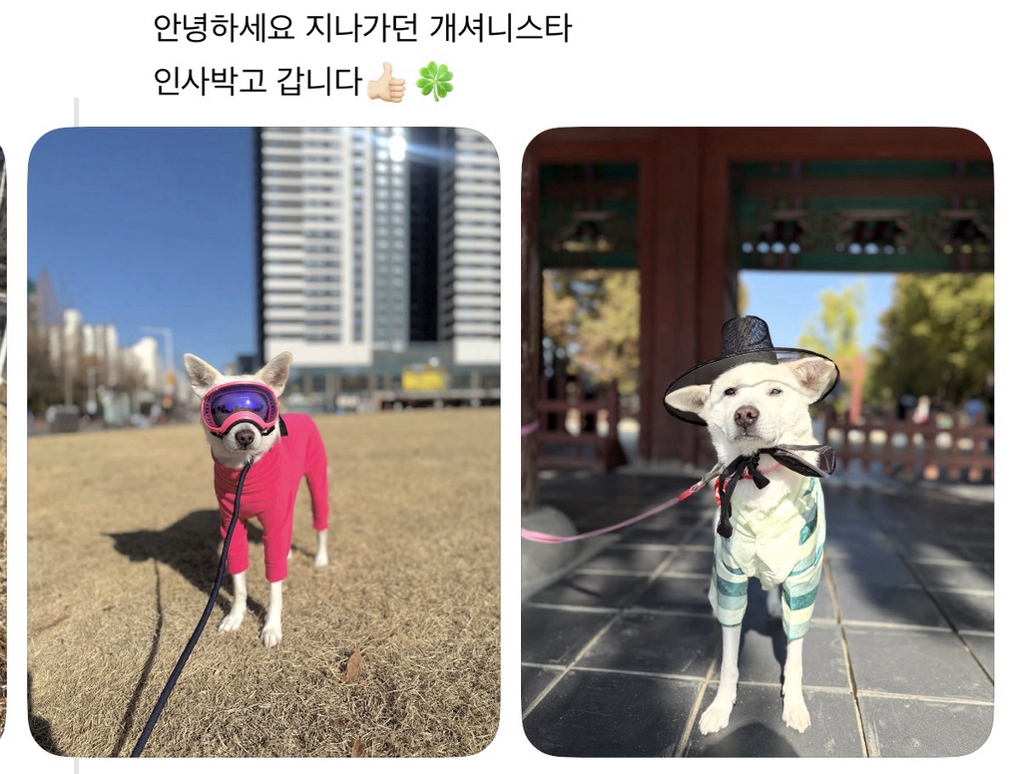 강아지-옷-샀는데-너무-과한가..?-2-이미지