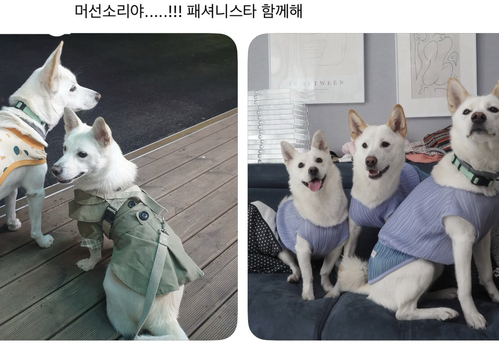 강아지-옷-샀는데-너무-과한가..?-5-이미지