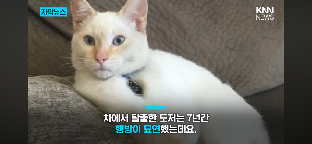 7년간-실종됐던-반려묘...‘이것’으로-기적의-재회?-4-이미지