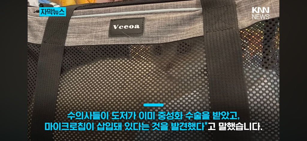 7년간-실종됐던-반려묘...‘이것’으로-기적의-재회?-9-이미지