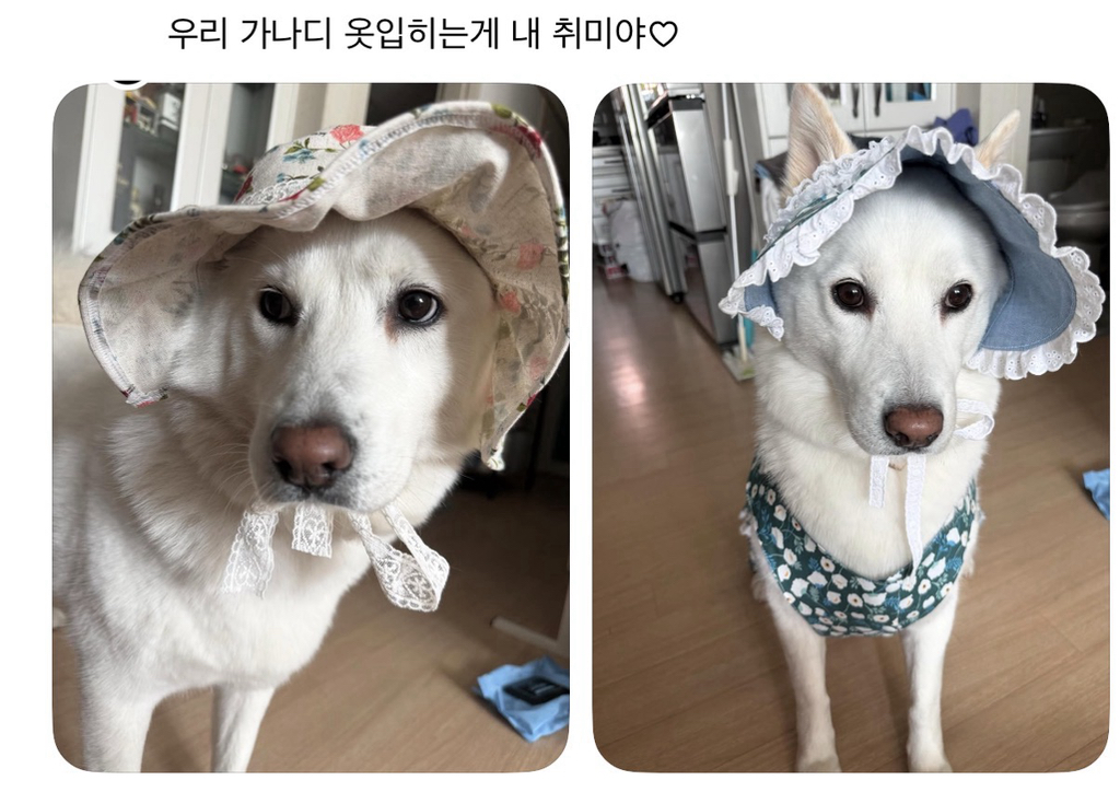 강아지-옷-샀는데-너무-과한가..?-4-이미지