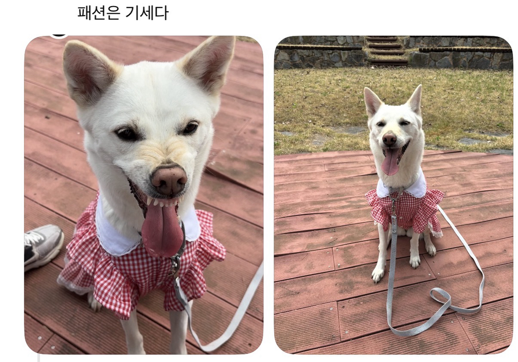강아지-옷-샀는데-너무-과한가..?-11-이미지