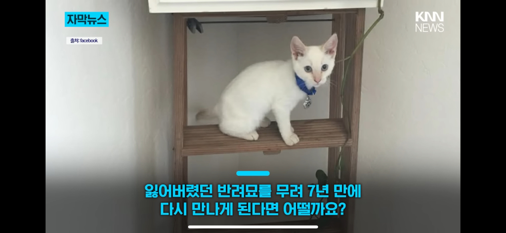 7년간-실종됐던-반려묘...‘이것’으로-기적의-재회?-0-이미지