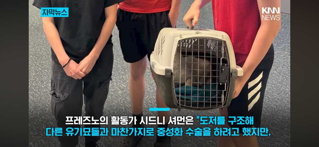 7년간-실종됐던-반려묘...‘이것’으로-기적의-재회?-8-이미지