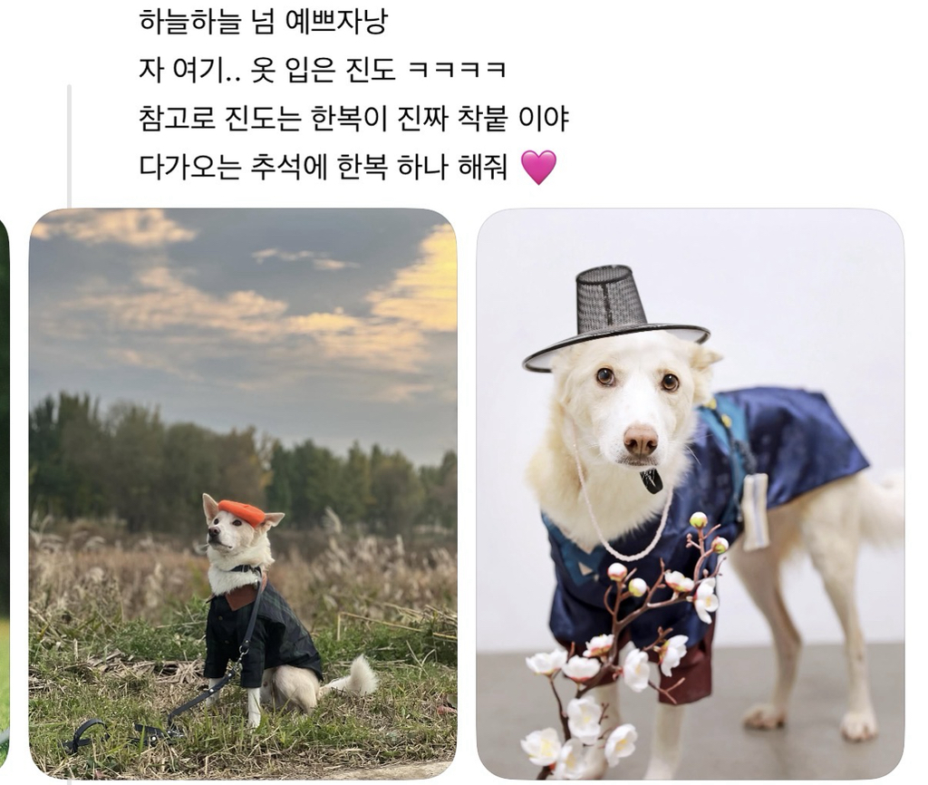 강아지-옷-샀는데-너무-과한가..?-9-이미지