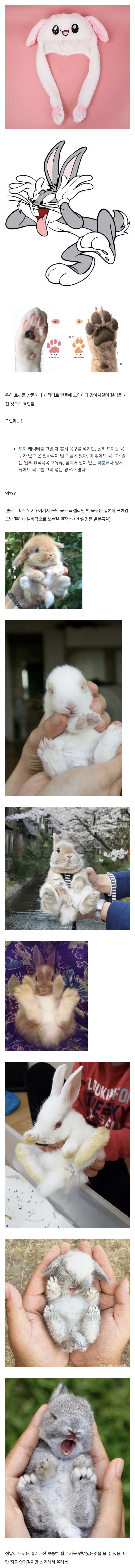나만-지금-안거같은-토끼-발바닥의-비밀-0-이미지