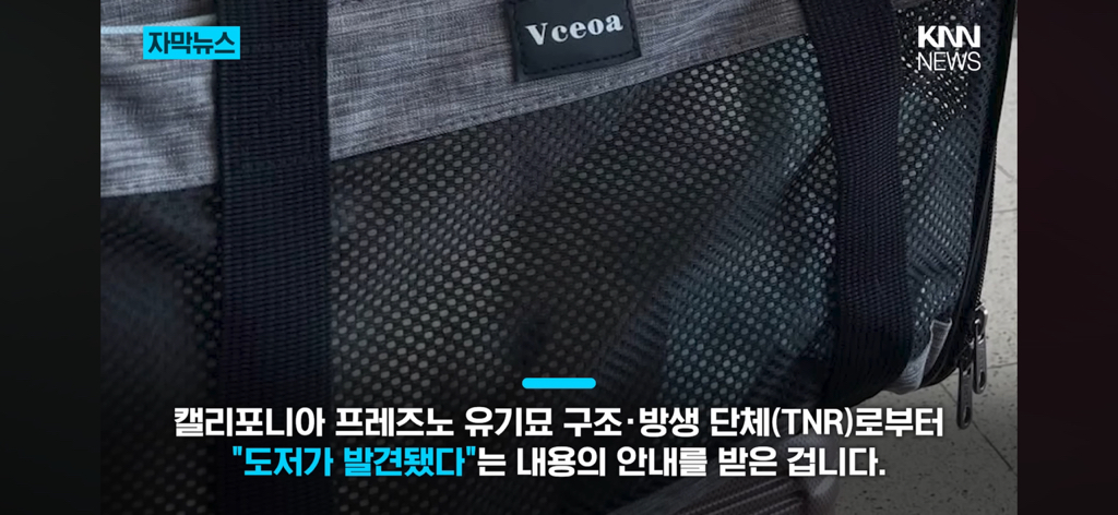 7년간-실종됐던-반려묘...‘이것’으로-기적의-재회?-6-이미지
