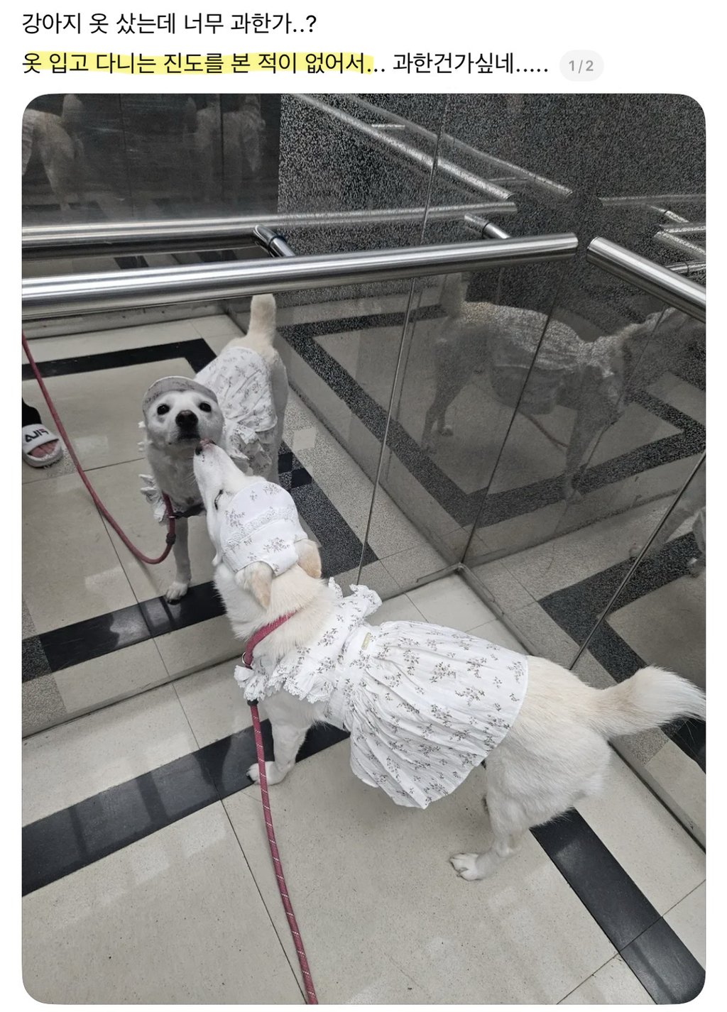 강아지-옷-샀는데-너무-과한가..?-0-이미지