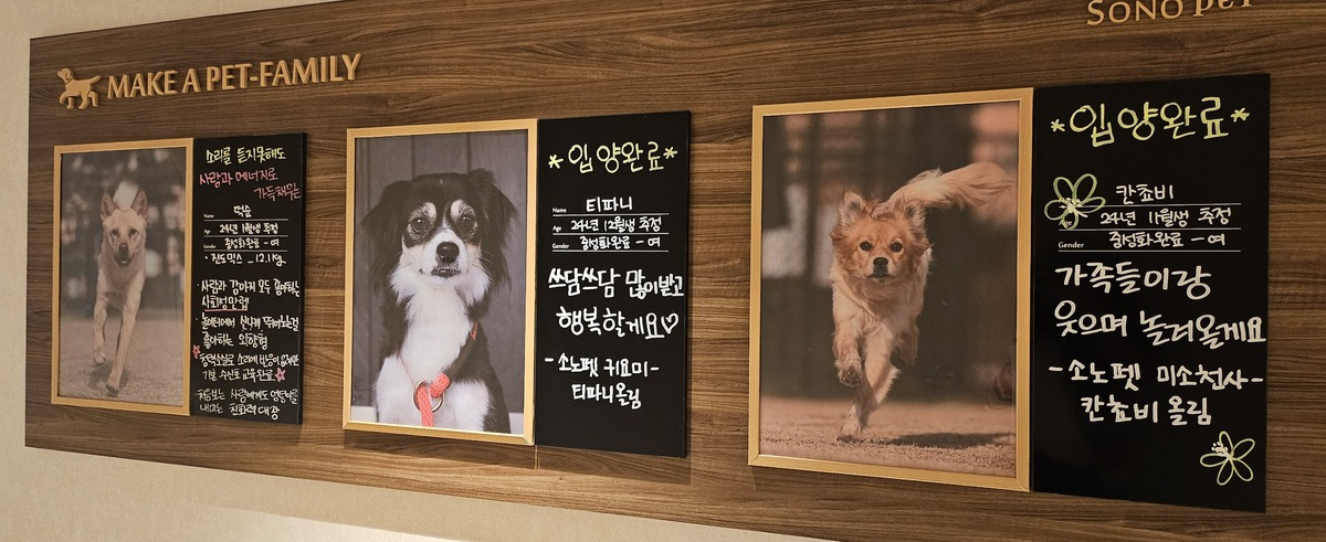“댕댕이랑-완주하고-인증샷”…홍천-숲길-메운-4000여마리-반려견-2-이미지