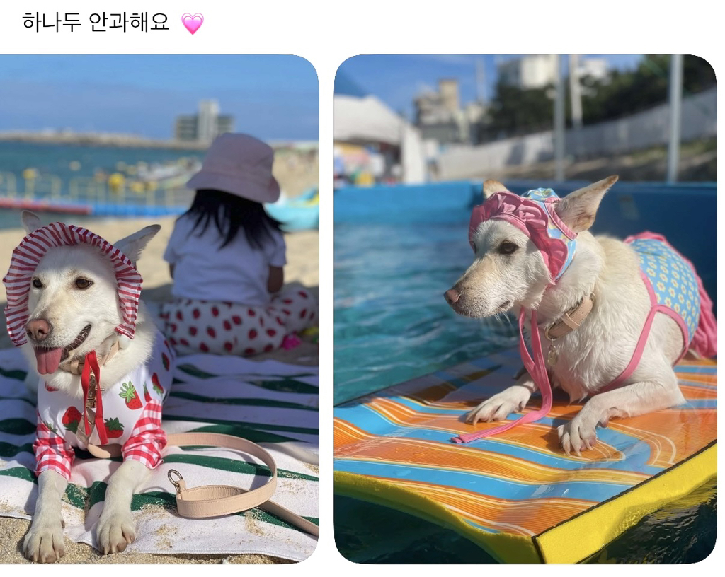 강아지-옷-샀는데-너무-과한가..?-1-이미지