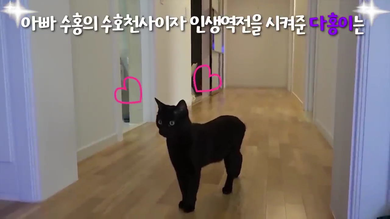 현재-반응-최악인-박수홍-유튜브-반려묘-근황-영상.jpg-3-이미지