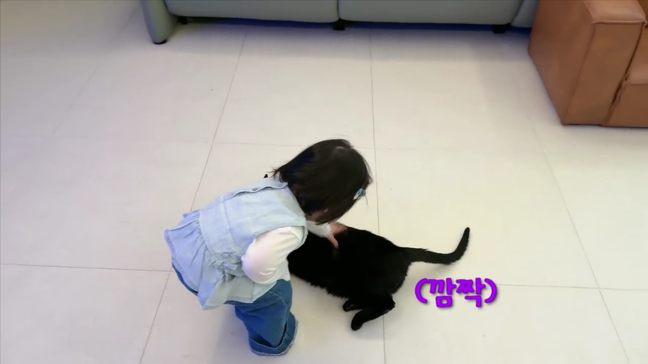 현재-반응-최악인-박수홍-유튜브-반려묘-근황-영상.jpg-7-이미지