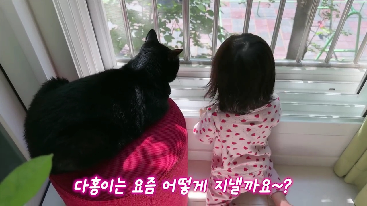 현재-반응-최악인-박수홍-유튜브-반려묘-근황-영상.jpg-4-이미지