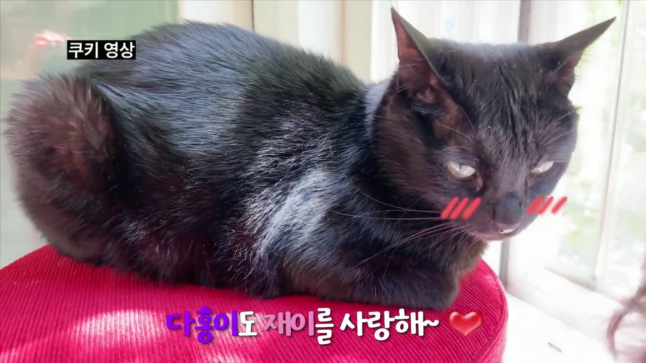 현재-반응-최악인-박수홍-유튜브-반려묘-근황-영상.jpg-55-이미지