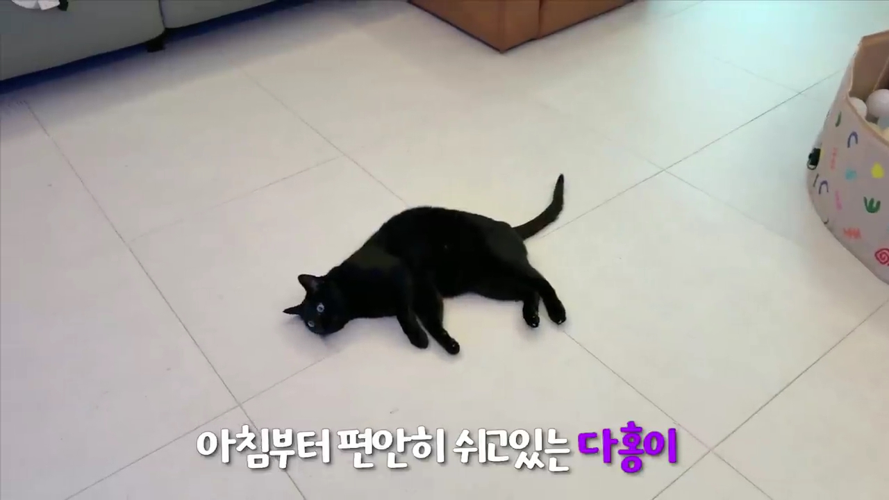 현재-반응-최악인-박수홍-유튜브-반려묘-근황-영상.jpg-5-이미지