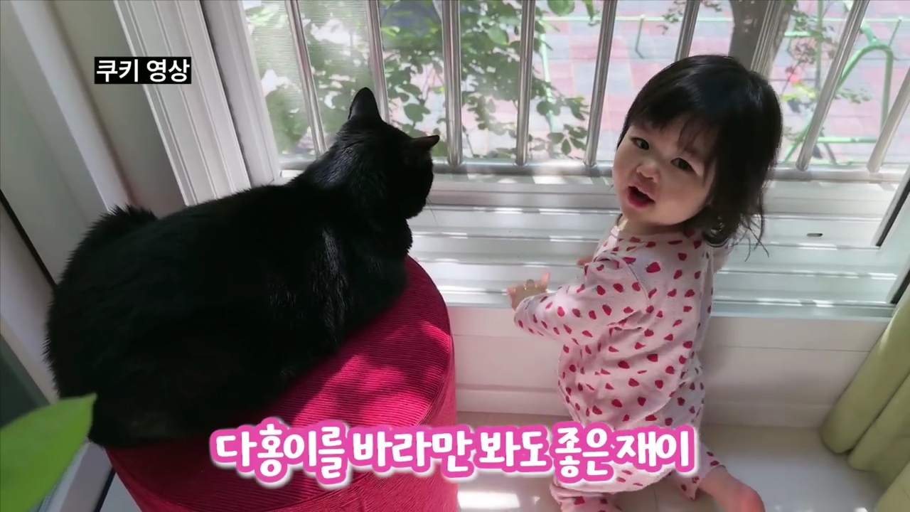 현재-반응-최악인-박수홍-유튜브-반려묘-근황-영상.jpg-56-이미지