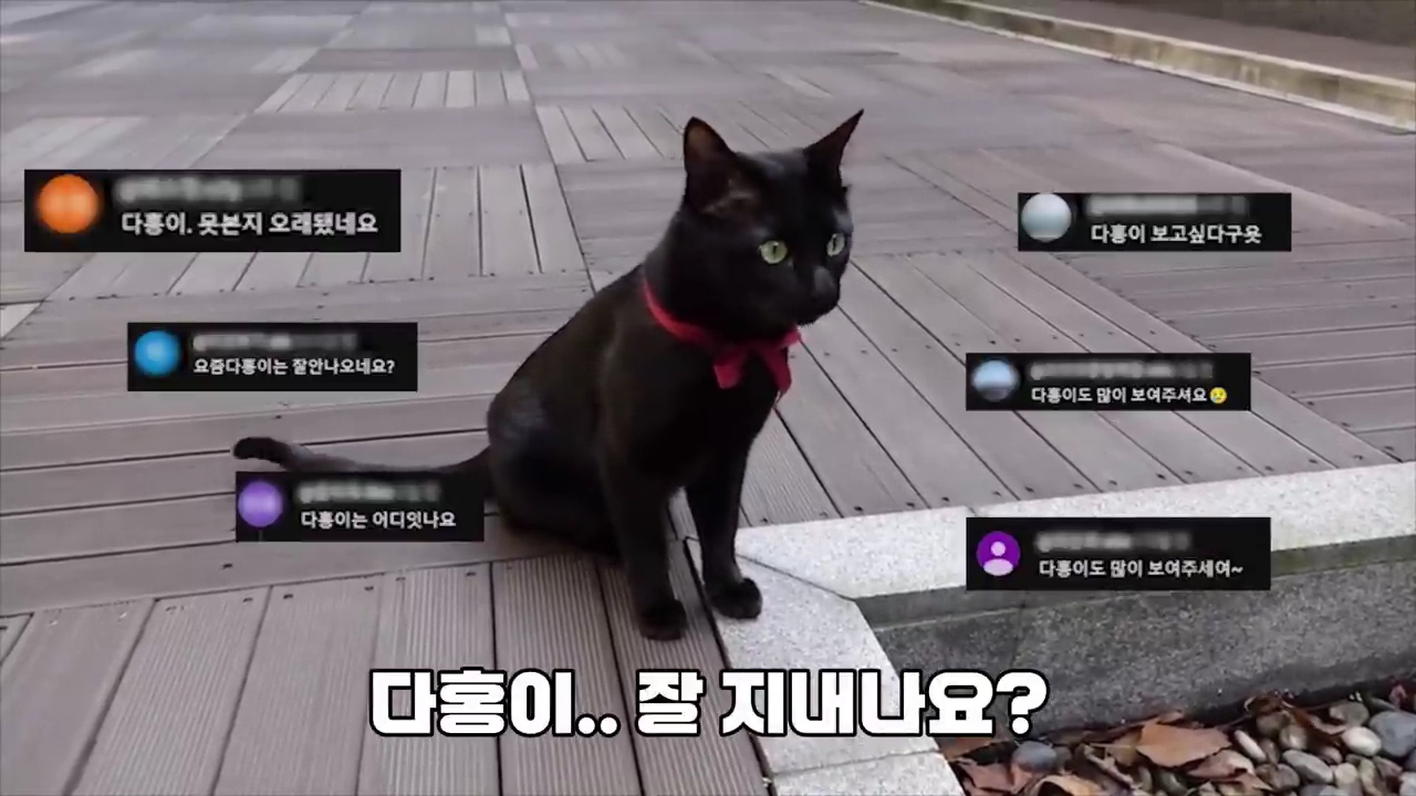 현재-반응-최악인-박수홍-유튜브-반려묘-근황-영상.jpg-0-이미지