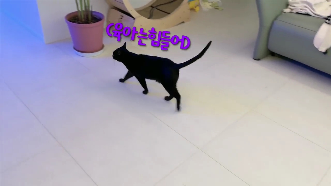 현재-반응-최악인-박수홍-유튜브-반려묘-근황-영상.jpg-11-이미지