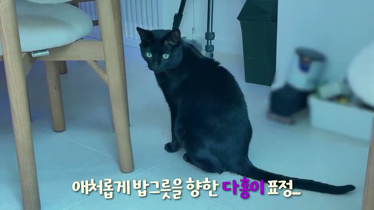 현재-반응-최악인-박수홍-유튜브-반려묘-근황-영상.jpg-26-이미지