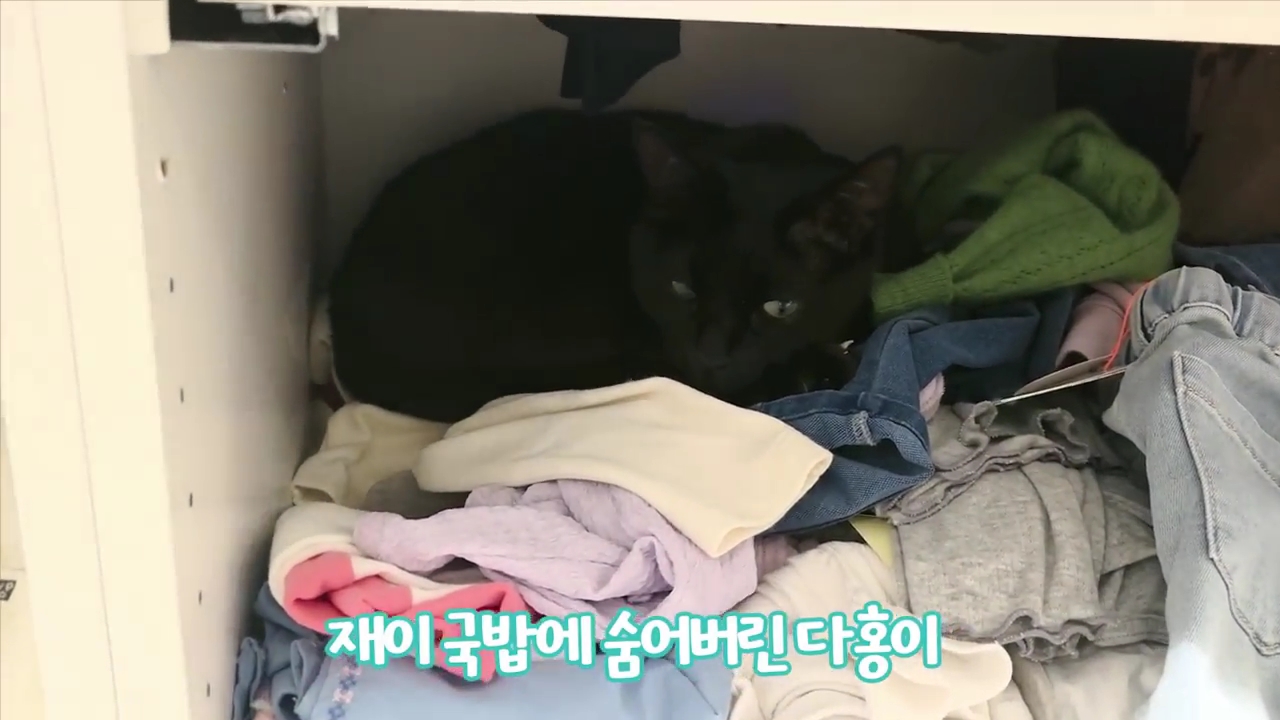 현재-반응-최악인-박수홍-유튜브-반려묘-근황-영상.jpg-30-이미지