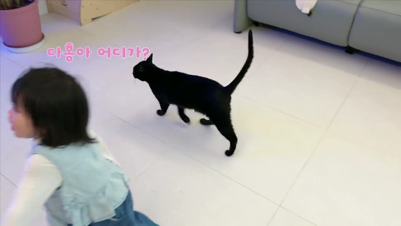 현재-반응-최악인-박수홍-유튜브-반려묘-근황-영상.jpg-10-이미지