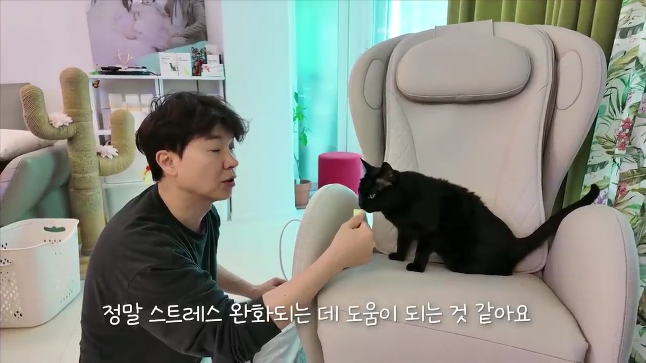 현재-반응-최악인-박수홍-유튜브-반려묘-근황-영상.jpg-36-이미지