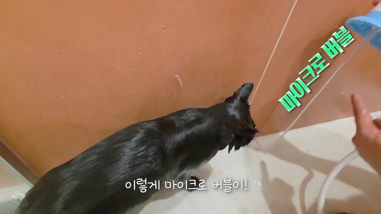 현재-반응-최악인-박수홍-유튜브-반려묘-근황-영상.jpg-44-이미지