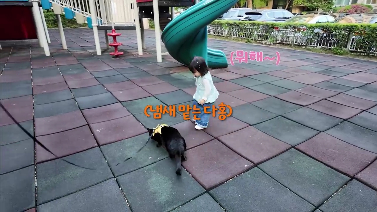 현재-반응-최악인-박수홍-유튜브-반려묘-근황-영상.jpg-40-이미지