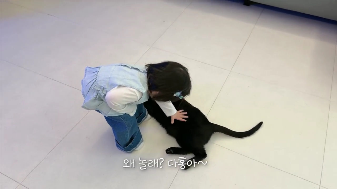 현재-반응-최악인-박수홍-유튜브-반려묘-근황-영상.jpg-9-이미지