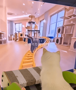고양이-전용-롤러코스터-1-이미지