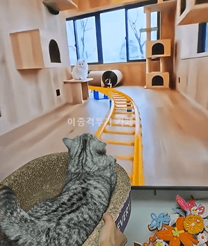 고양이-전용-롤러코스터-0-이미지