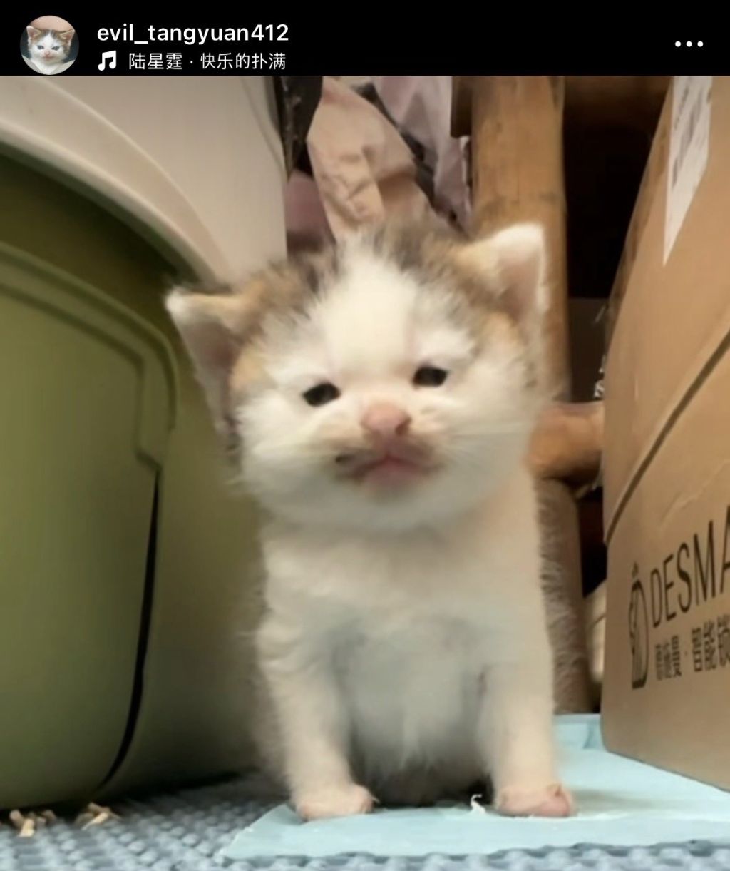 이-고양이-볼-때마다-압도됨-어떻게-이렇게까지-변할-수-있는-거지-2-이미지