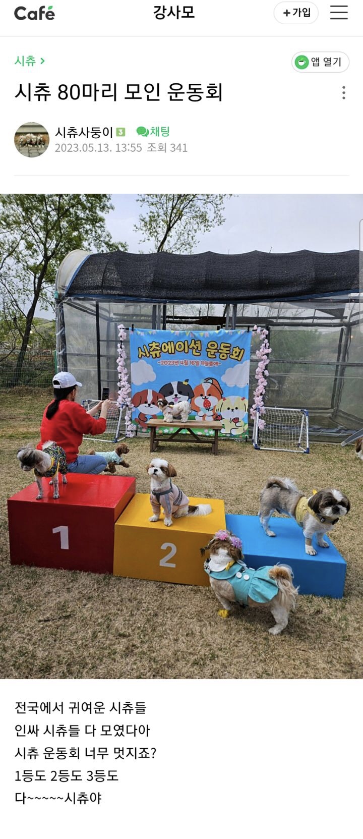 시츄-80마리가-모인-운동회-1-이미지
