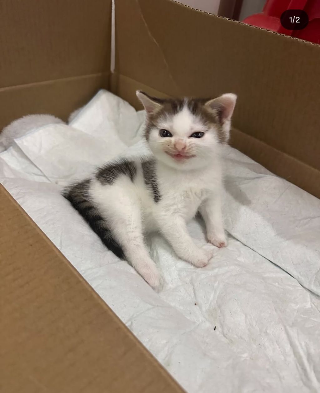 이-고양이-볼-때마다-압도됨-어떻게-이렇게까지-변할-수-있는-거지-5-이미지