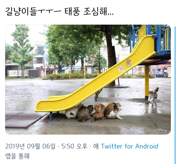 비-피하는-길냥이들.gif-3-이미지