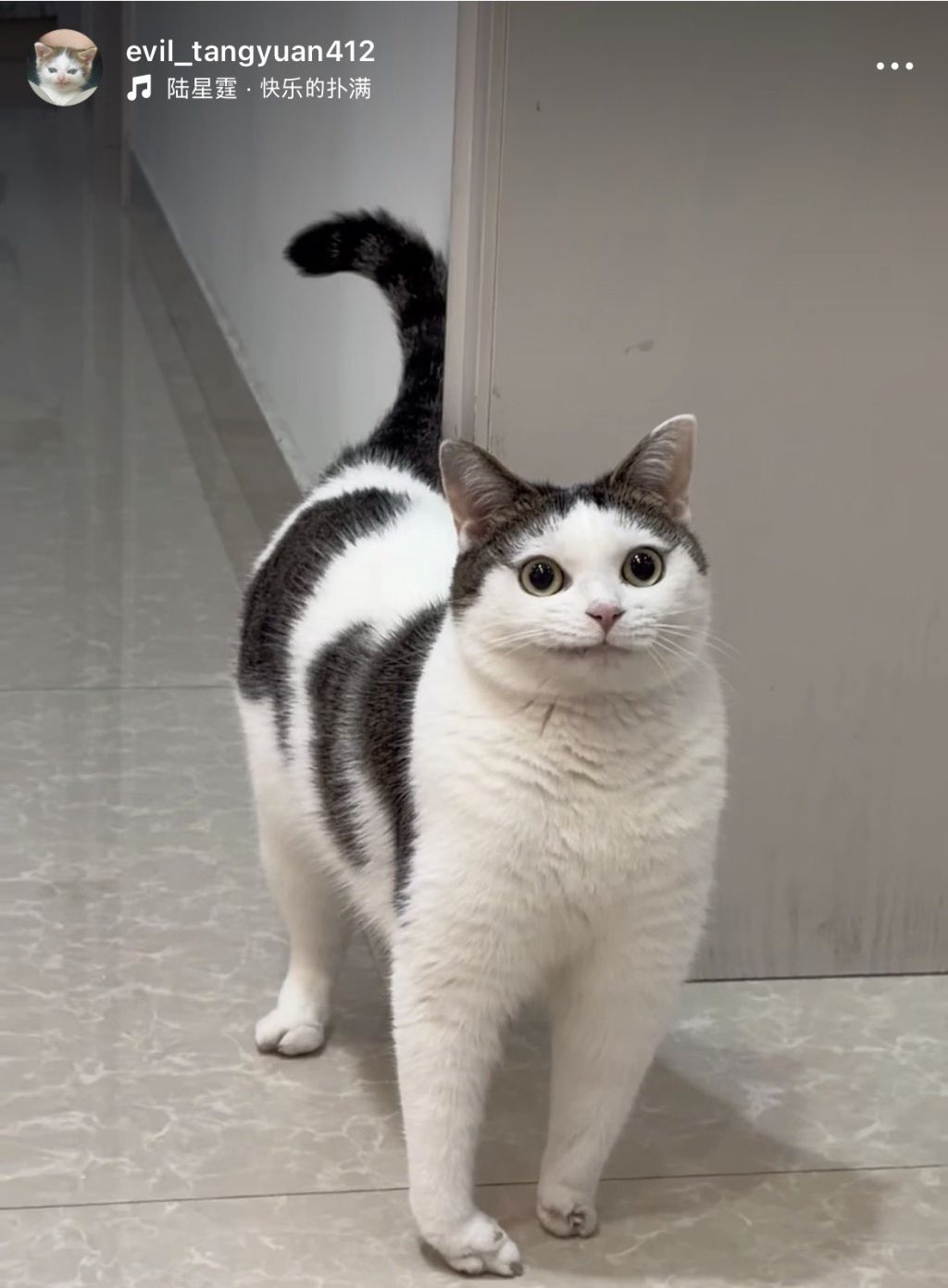 이-고양이-볼-때마다-압도됨-어떻게-이렇게까지-변할-수-있는-거지-3-이미지