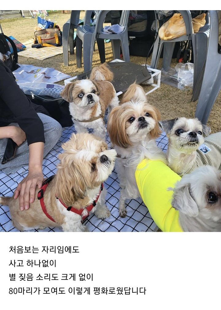 시츄-80마리가-모인-운동회-3-이미지