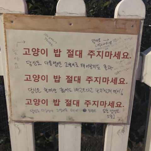 비-피하는-길냥이들.gif-0-이미지