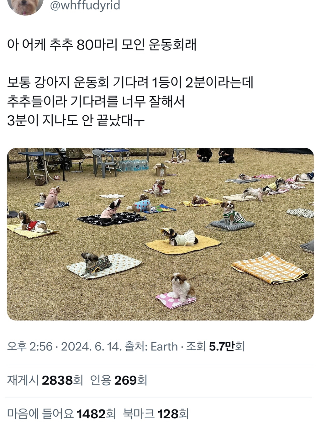 시츄-80마리가-모인-운동회-0-이미지