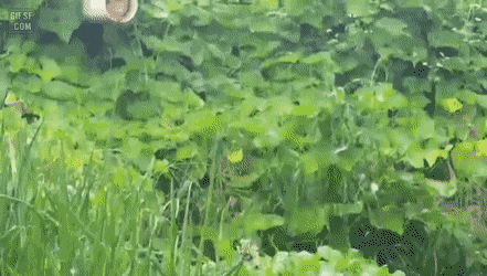 비-피하는-길냥이들.gif-2-이미지