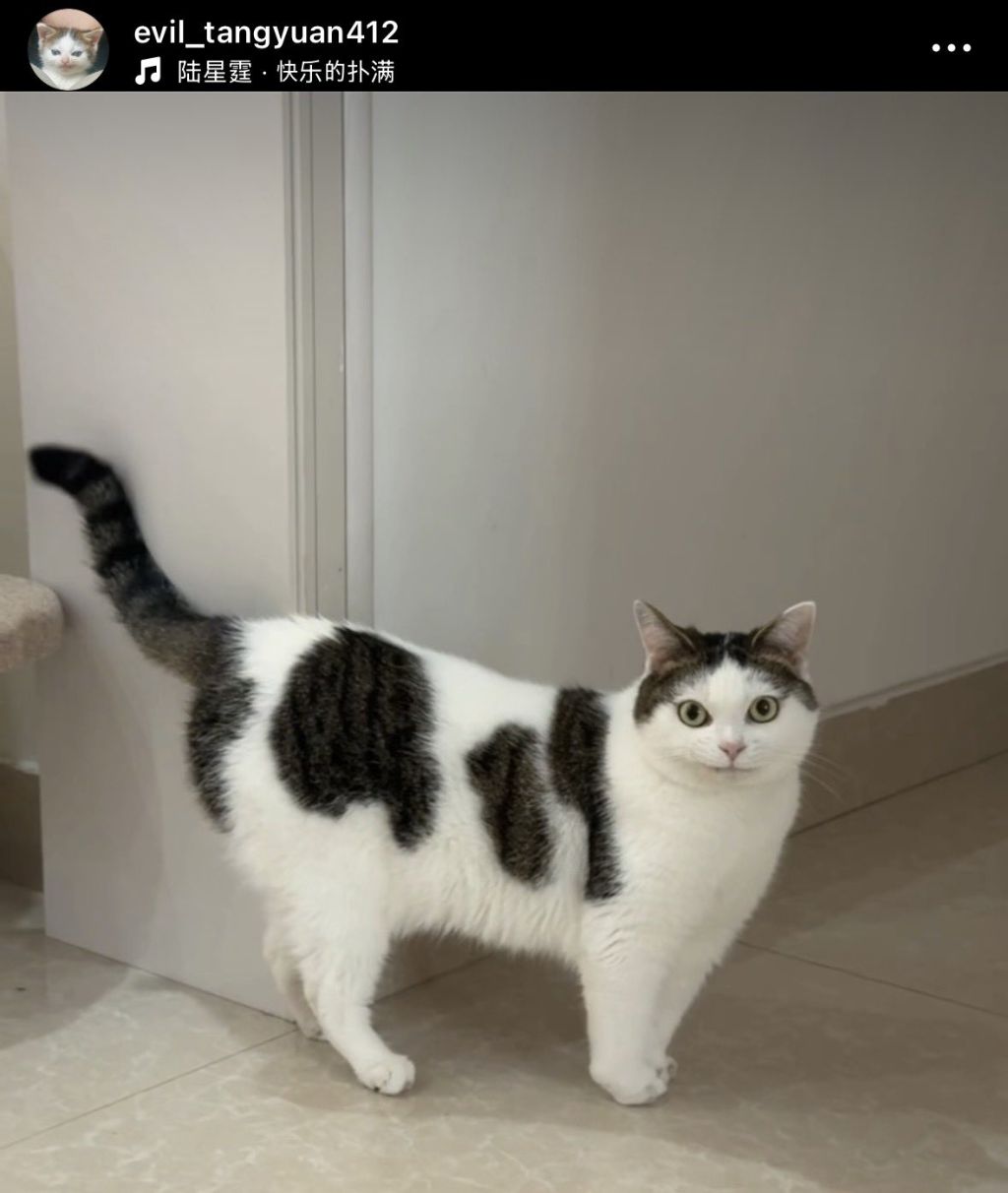 이-고양이-볼-때마다-압도됨-어떻게-이렇게까지-변할-수-있는-거지-4-이미지