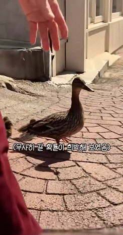 시민들-도움으로-무사히-연못에-간-오리가족.gif-1-이미지