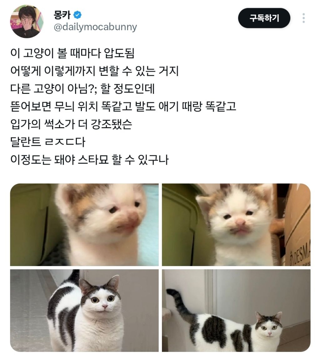 이-고양이-볼-때마다-압도됨-어떻게-이렇게까지-변할-수-있는-거지-0-이미지