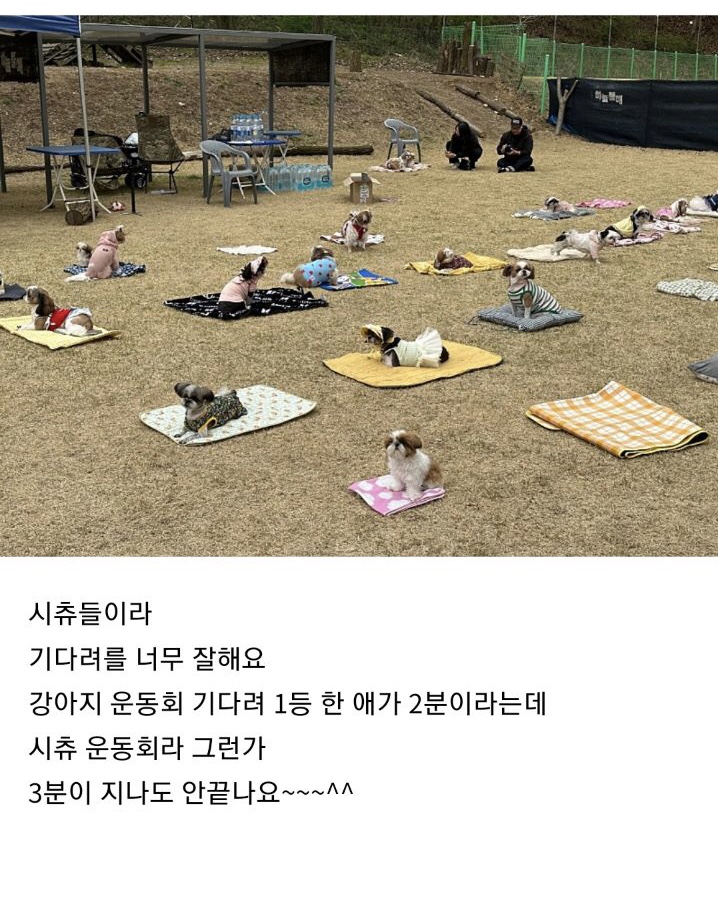 시츄-80마리가-모인-운동회-2-이미지