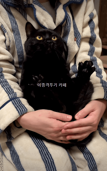집사-품에-자리-잡은-고양이-0-이미지